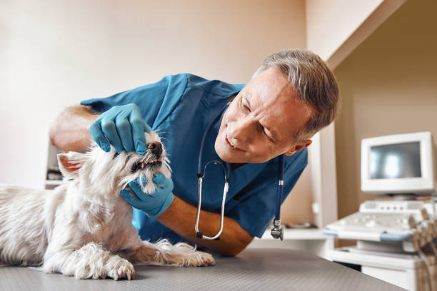 Best 24-Hour Emergency Dentist in Heyville, AL